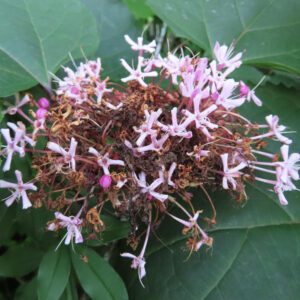 ボタンクサギの花がしおれ始めた様子を捉えた接写無料写真｜枯れた花と淡いピンクの残り花が対比を見せる構図