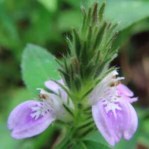 キツネノマゴの花序を正面近くから撮影した接写写真｜苞葉の先端が立ち上がり薄紫色の花冠が左右に開く姿が特徴