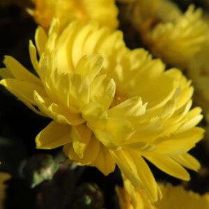 鮮やかな黄色のキクの花をクローズアップで撮影した写真。重なり合う花弁の立体感と柔らかな光を受けた質感が際立つ秋の菊の花