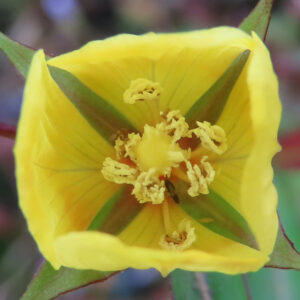 ヒレタゴボウの花を真上から接写した写真｜4枚の黄色い花弁に囲まれた中心部の雌しべと白黄色の雄しべ、緑色の萼が放射状に配置された構造が分かる野草のマクロ撮影