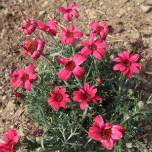 マーガレットの真珠の花を撮影した花写真