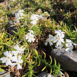 シバザクラの芝のように広がる春の花じゅうたんを撮影した花写真