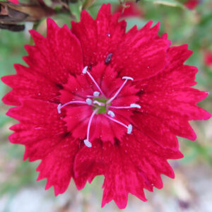 ナデシコの秋の七草を撮影した花写真