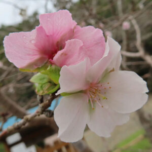ジュウガツザクラの淡いピンクの花をクローズアップで撮影した写真。枝先に二輪の花が咲き、黄色い雄しべと柔らかな花びらの質感が自然光の中で際立っている。