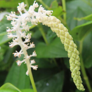 ハンゲショウの白い花穂と細かな蕾を接写した植物写真