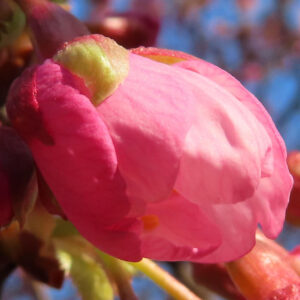 カワズザクラのつぼみがほころび始める様子を接写した写真。濃いピンクの花芽が光を受けてふっくらと膨らむ春の兆し