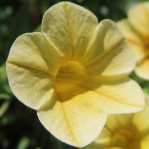 日差しを受ける黄色いペチュニアの花びらの質感が際立つ写真