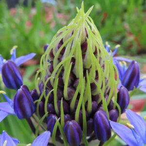 シラーペルビアナの未開花の紫色のつぼみと細長い黄緑色の苞が立体的に伸びる様子を近接撮影した写真