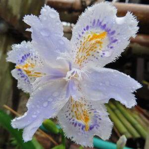 シャガの日陰に咲く文様花を撮影した花写真