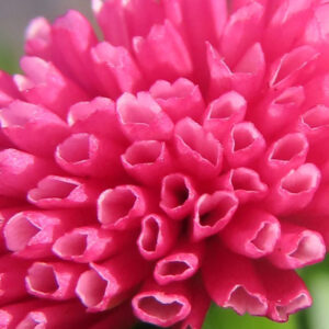 デイジーの太陽の目と呼ばれた花を撮影した花写真