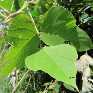 クズの葉の接写写真｜大きな三出複葉で鮮やかな緑色の葉脈が際立つ夏の蔓植物