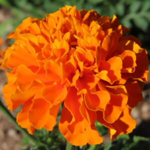鮮やかなオレンジ色の花びらが広がるマリーゴールドのクローズアップ写真｜夏の花壇を彩る華やかな花