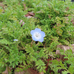 ネモフィラの空色のBaby blue eyesを撮影した花写真
