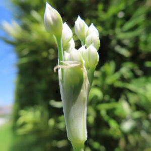 ニラの花が咲く直前の蕾が数個まとまって立ち上がる様子を接写した写真｜白く細長い蕾と淡緑色の苞、背景に緑がぼける構図