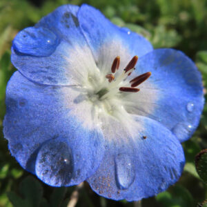 ネモフィラの空色のBaby blue eyesを撮影した花写真