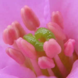 ヒマラヤユキノシタの雪の下で咲く早春花を撮影した花写真