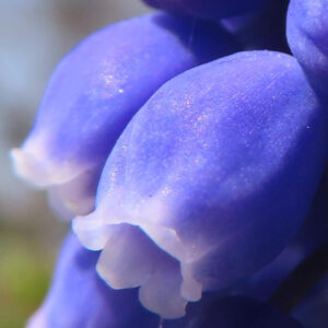 ムスカリの青紫の房花を撮影した花写真
