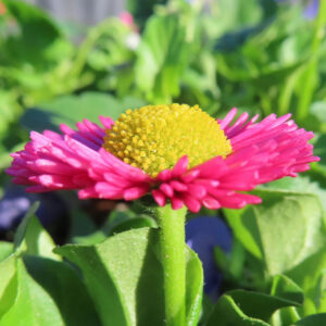 デイジーの太陽の目と呼ばれた花を撮影した花写真