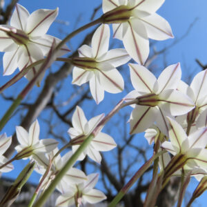 ハナニラの春に咲く星形花を撮影した花写真