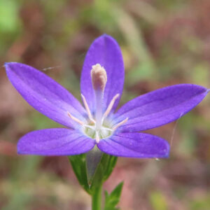 ヒナキキョウソウの紫色の花を真上から接写した写真｜5枚の花弁と中央に伸びる雄しべが際立つ野草のアップ