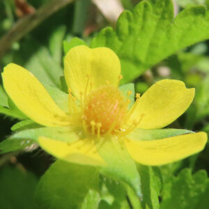 ヘビイチゴの黄色い花を撮影した花写真
