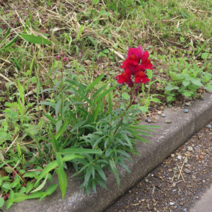 キンギョソウの口元の花形を撮るポイントを撮影した花写真