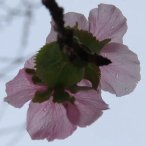 ジュウガツザクラ（十月桜）の花を真下から見上げた逆光構図の接写写真。淡いピンクの花弁の裏側と中央の緑色の萼が強調され、花弁に付いた水滴と枝のシルエットが冬空を背景に浮かび上がる。