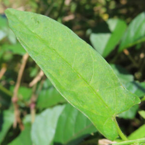 ヒルガオの細長い緑の葉をクローズアップで撮影した植物写真