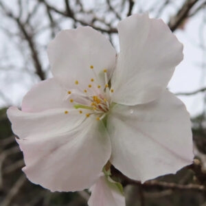 ジュウガツザクラ（十月桜）の白に近い淡いピンクの一輪の花を真正面から接写した写真。5枚の花弁が放射状に広がり、中央の黄色い雄しべと淡い紅色の花芯、水滴が付いた花弁が冬空を背景に際立つ構図。