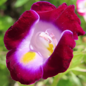 ワインレッドのトレニアのアップ写真｜紫と黄色の色合いが美しい夏の花
