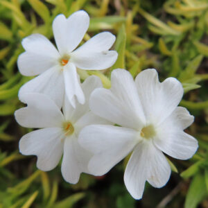 シバザクラの芝のように広がる春の花じゅうたんを撮影した花写真