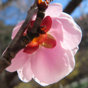 ウメの早春に香る梅を撮影した花写真