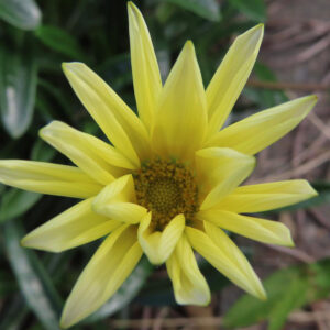 黄色いガザニアの花を上から見た構図で撮影した写真