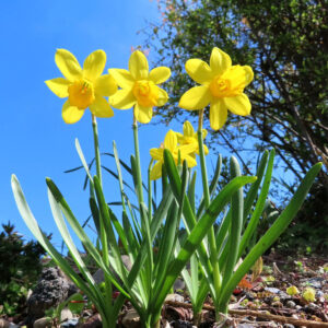 スイセンのナルキッソスを撮影した花写真