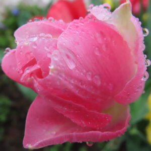 チューリップのターバンに由来する春の球根花を撮影した花写真
