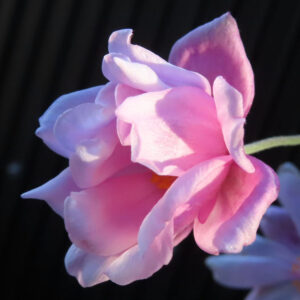シュウメイギク（秋明菊）の八重咲きの花を横から撮影した接写写真。淡いピンク色の花びらが幾重にも重なり、逆光で縁が透けて柔らかく光る様子を暗い背景で捉えた構図。