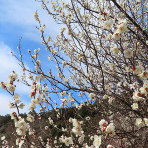 ウメの早春に香る梅を撮影した花写真