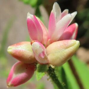 ミゾソバの花芽を横からマクロ撮影した写真。白から淡いピンクへと色づく細長い花芽が重なり合い、産毛のある緑の茎とともに自然光で立体的に写されている。
