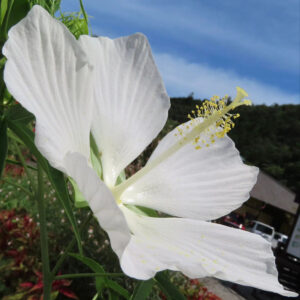 青空を背景に咲く白いモミジアオイ｜花びらの透明感と雄しべが際立つ夏の花