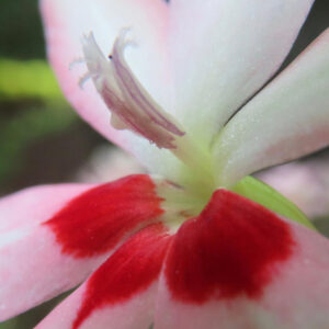 ヒメヒオウギの花を超接写で撮影した写真。淡いピンクの花びらの根元に鮮やかな赤い模様が入り、中央の雌しべ・雄しべの細部まで鮮明に写し出されている