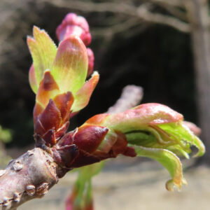 サクラの日本の桜文化を撮影した花写真