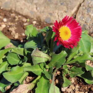 デイジーの太陽の目と呼ばれた花を撮影した花写真