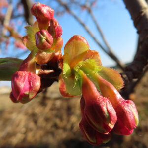カワズザクラのつぼみがふくらみ始めた様子を接写した写真。濃いピンク色の花芽と新芽の緑が春の訪れを伝える