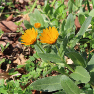 ヒメキンセンカの冬知らずの橙花を撮影した花写真