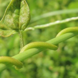 ヒルガオの蔓が茎に巻きつく様子をクローズアップで捉えた植物写真