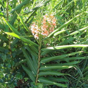 野草の中で大きく伸びたニクイロシュクシャが緑の葉を広げ、先端に橙色とクリーム色の花を咲かせている写真
