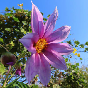 青空を背景に咲くピンク色のコウテイダリアの花。太陽の光を浴びて透き通るように輝く花弁と、黄色い花芯が美しく映える秋の風景。