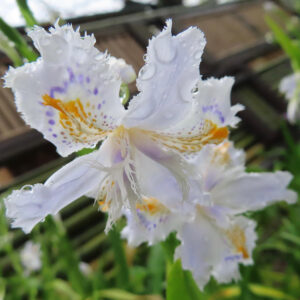 シャガの日陰に咲く文様花を撮影した花写真