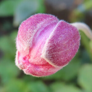 シュウメイギクの蕾をマクロで撮影した写真。産毛に覆われた丸いピンク色の花芽がクローズアップで写り、背景は柔らかくぼけた緑色。