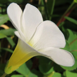 フヨウカタバミの大きな五弁花を撮影した花写真